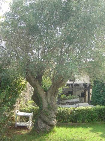 Villa with Garden View30